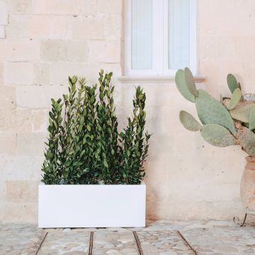 Resin rectangular planter 40x100 various colors mod. Matera